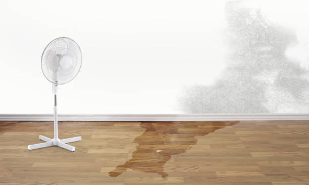 Best Water damage restoration near me  in Olcott, NY