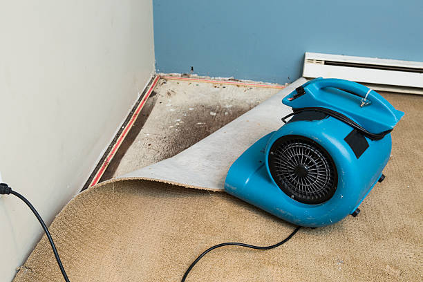 Best Water damage cleanup near me  in Olcott, NY